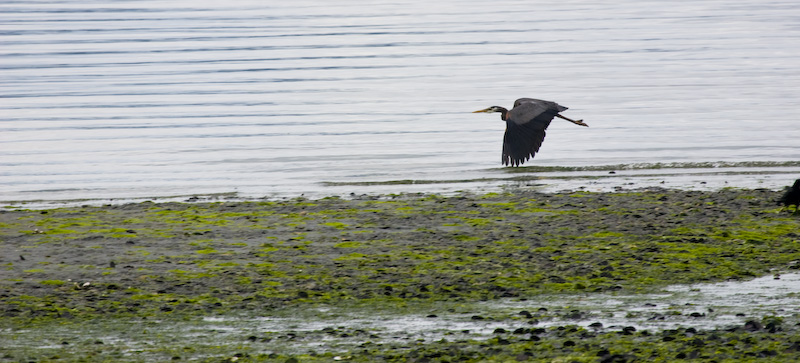 Great Blue Heron In Flight